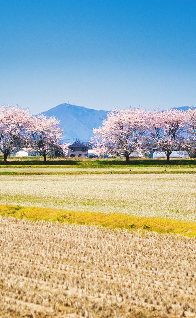 田んぼと桜