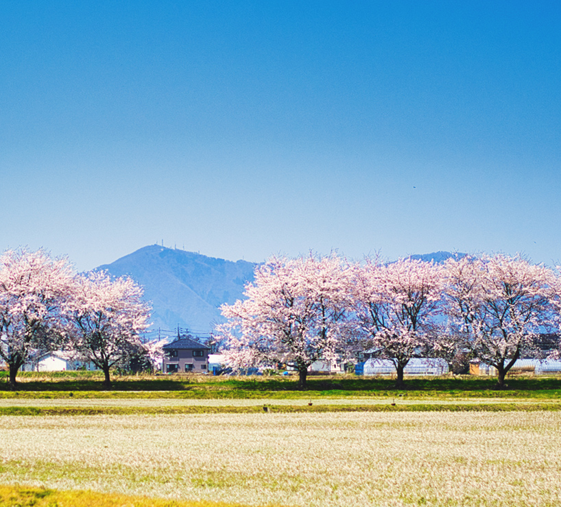 田んぼと桜