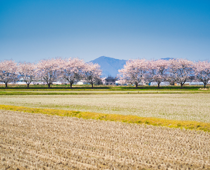 田んぼと桜